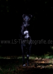 14 Lichtspiele